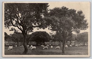 Chatham Islands New Zealand Sheep Amongst the Trees RPPC Postcard M34