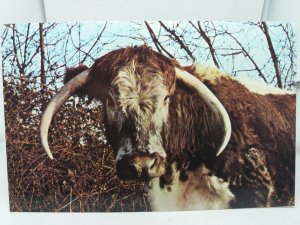 Vintage Postcard Longhorn Cow Bliss at Easton Farm Park Suffolk VGC