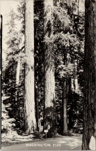 Washington Firs WA Fir Trees Unused Jacobs RPPC Postcard E98
