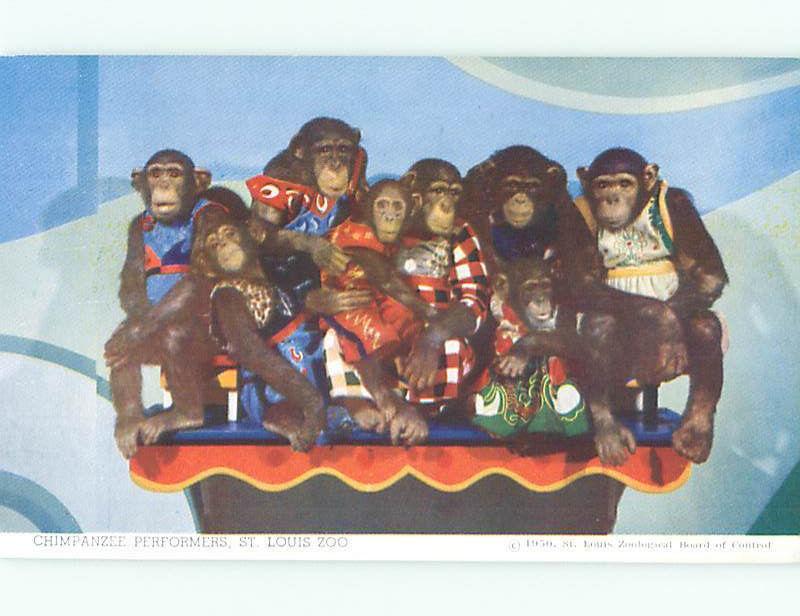 St Louis Zoological Gardens Zoo Animals 1950's Chimpanzies Postcard # 8449