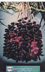 Shields Black Beauty Dates,Indio,California,40-60s