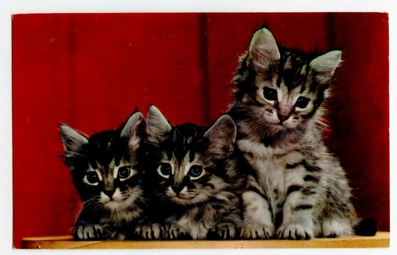 Postcard Three Little Kittens Who Lost Their Mittens Standard View Card 