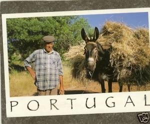 PORTUGAL DONKEY Postcard