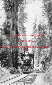 CA, Santa Cruz, California, Train, Tree Station, Pacific Novelty No 1976