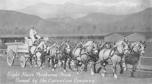 Postcard C-1910 Carnation milk Advertising Horse Team Wagon 23-3160 
