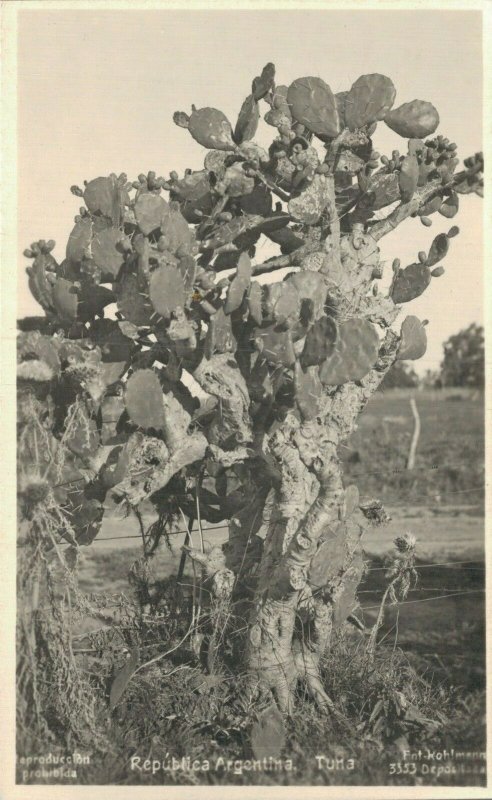 Argentina Tuna Cactus Tree RPPC 06.92