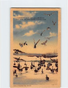 Postcard Canadian Geese And Mallard Ducks Canada