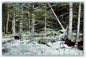 1909 Scene Near The Rangeley Lake House Rangeley Maine ME Posted Trees Postcard