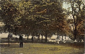 Tame Pigeons in Capitol Park Harrisburg, Pennsylvania PA Postcard