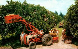 Citrus harvest In Florida