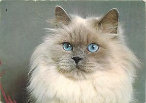 Blue poin eyes cat postcard