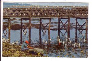 Gulls and, Lobster Traps, South Shore, Nova Scotia, Used