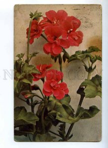 235008 geranium Pelargonium peltatum Vintage color postcard