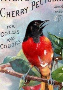 1880s-90s Scrap Dr. J. C. Ayer Cherry Pectoral Beautiful Bird 3G