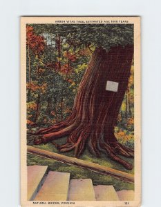 Postcard Arbor Vitae Tree, Natural Bridge, Virginia