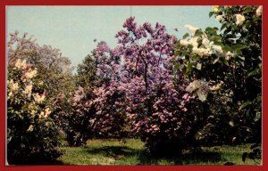 New York, Rochester - Lilacs - [NY-888]