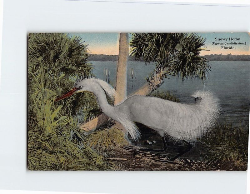 Postcard Snowy Heron (Egretta Candidissima), Florida