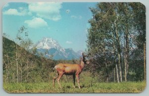 Denver Colorado~Wild Deer~Mountain Peak~Aspen Trees~Vintage Postcard