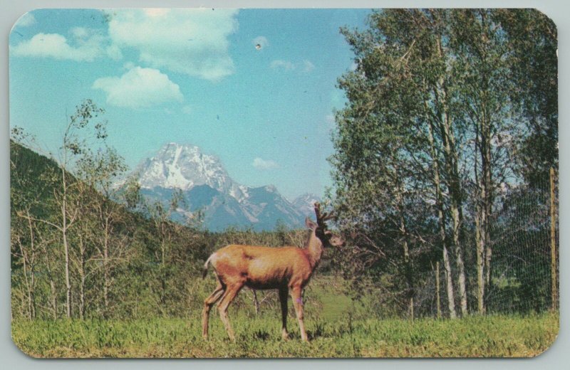 Denver Colorado~Wild Deer~Mountain Peak~Aspen Trees~Vintage Postcard