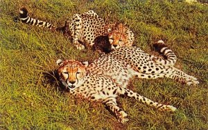 Two Cheetahs, African Veld at Busch Gardens Tampa, Florida