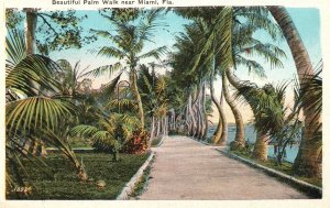 Vintage Postcard 1920s Beautiful Palm Walk Near Miami Fla. Florida FL