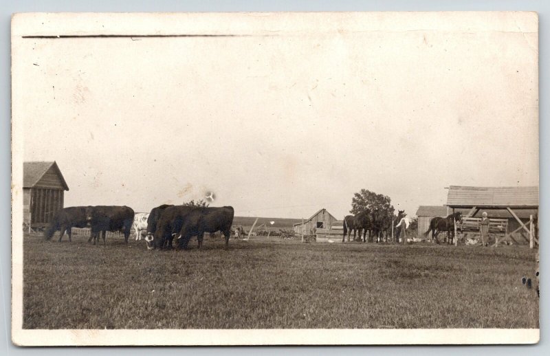 Real Photo Postcard~Farm Buildings~Farmer Checks Horses~Wife Chickens~Cows~c1908