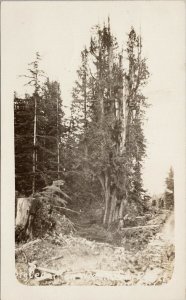 Ucluelet BC Big Cedar Wreck Bay Path Vancouver Island Real Photo Postcard G62