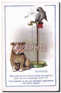 Old Postcard Fantasy Illustrator Donald McGill Parrot Dog