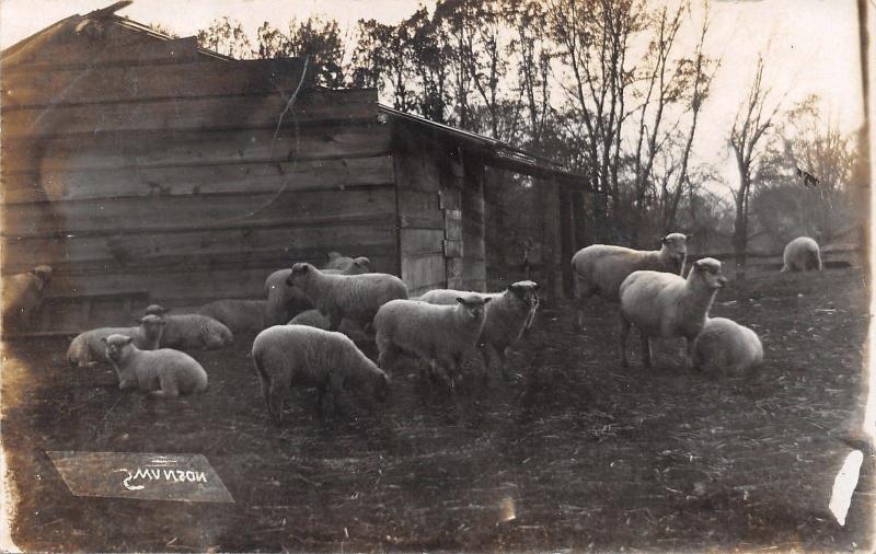 Faribault to Waseca Minnesota~Ida Swanson? Sheep Farm~1908 Real Photo~RPPC 