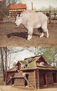 Rocky Mountain Goat New York Zoo Sheep Unused 