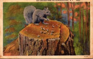 New York Nut Cracker From The Adirondack Mountains With Squirrel 1945 Curteich