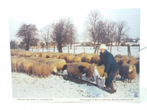 Feeding Sheep at Hannington Northamptonshire Vintage Postcard 1980s Moulton WI