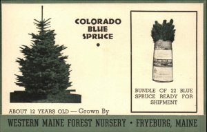 Fryeburg Maine ME Western Maine Forest Nursery Order Form Vintage Postcard