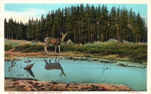 Vintage Postcard 1920's A Park Deer Yellowstone National Park Wyoming