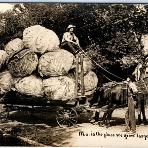 1908 In Missouri We Grow Large Cabbage RPPC Exaggerated Photo Kansas City MO A71