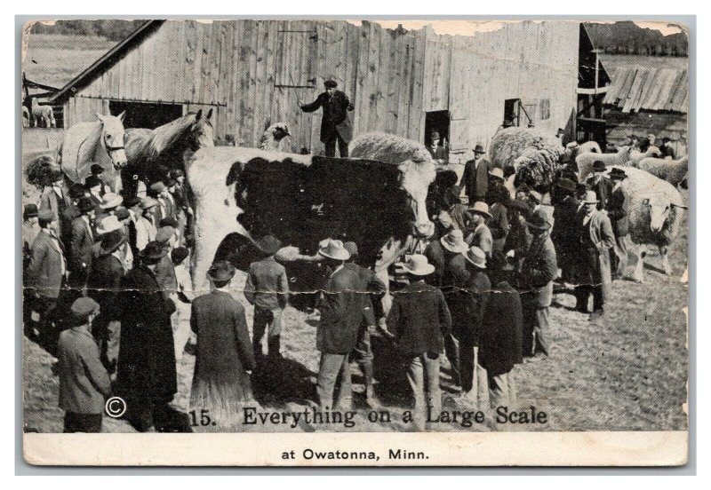 Postcard MN Owatonna Minnesota Exaggeration Cows Horses Sheep c1910s P20