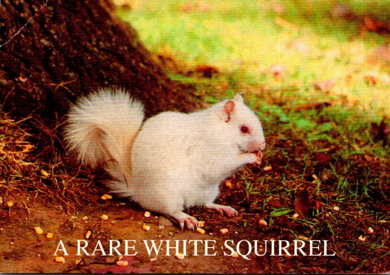 Illinois Olney Rare White Squirrel