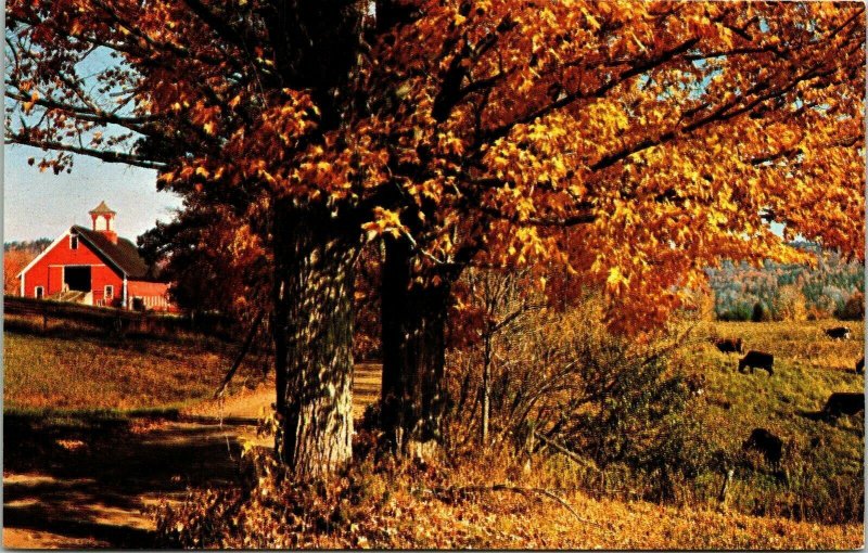 Vermont Country Road Fall Autumn Scene Old Red Barn VT Postcard Mike Roberts VTG 