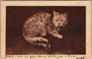 Cat Vintage Postcard C180