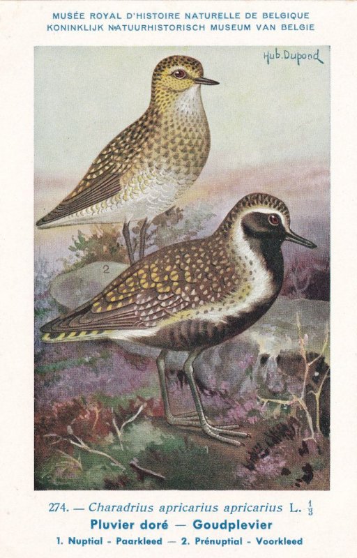 European Gold Plover Charadrius Apricarius WW2 Bird Rare Postcard