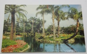 Waterfowl Lake Busch Gardens Tampa Florida Vintage Postcard