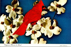 Birds Cardinal and Dogwood Blossoms Virginia Flower & Bird