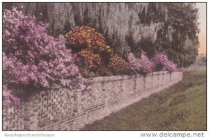 Middleton Place Gardens Charleston South Carolina Handcolored Albertype