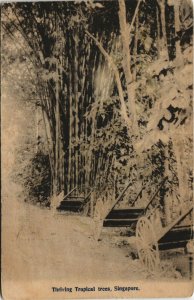 PC SINGAPORE, THRIVING TROPICAL TREES, Vintage Postcard (b31237)