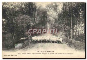 Postcard Old La Cote d'Argent Berger Landais leading his flock to pasture in ...