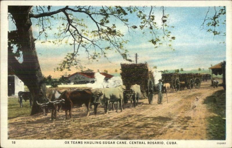 Rosario Cub Ox Teams Sugar Cane c1920 Postcard