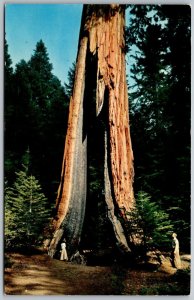Yosemite National Park California 1960s Postcard Clothespin Tree