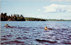 Cow Moose and Offspring in Lake Canada Unused Vintage Postcard F16