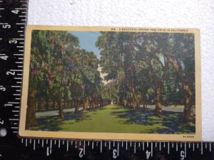 Postcard A Beautiful Pepper Tree Drive In California
