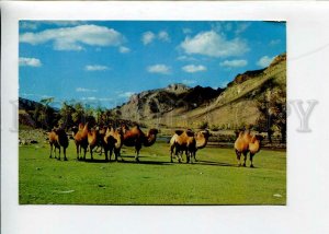 3141699 MONGOLIA Zabhan Aimak Aymaq Mongolian CAMELS OLD PC